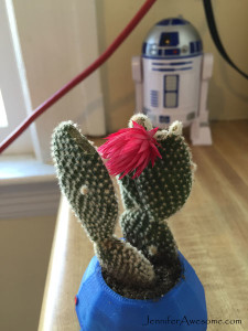 Angel Wing Cactus with Fake Flower from Home Depot
