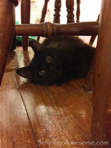 Freyja under a chair