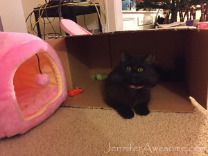 Freya in a box