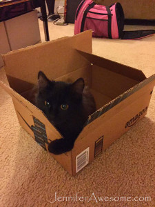 Freyja in an Amazon box