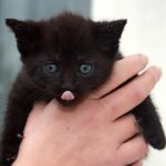 A blepping black kitten