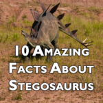 10 Facts About Stegosaurus