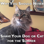 Why you shouldn't shave your pets for the summer.