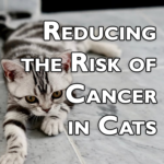 How to reduce your cat's risk of cancer