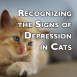 Recognizing Depression in Cats