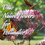 Ohio native plants for pollinators