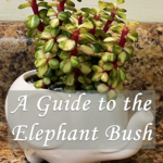 A Guide to the Elephant Bush
