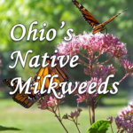 Ohio's Native Milkweed Species