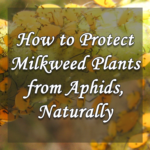 Protect your milkweed plants from aphid attacks