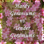 Types of Geraniums