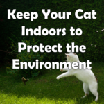 Keep Cats Indoors to Protect the Environmet