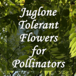 Juglone Tolerant Flowers for Pollinators