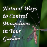 Natural Ways to Control Mosquitos