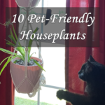 Pet-friendly house plants
