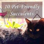 Pet-friendly Succulents