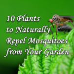 Plants that naturally repel mosquitos