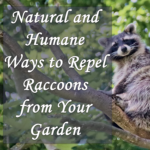 Repel Raccoons naturally and humanely