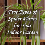 5 Types of Spider Plants for Your Indoor Garden
