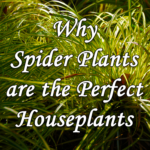 Why Spider Plants are the Perfect Houseplants