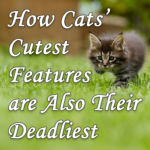 Cats Deadliest Features are their Cutest